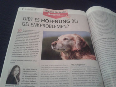 Abfotografierter Artikel aus der HundeWelt über Gelenkprobleme