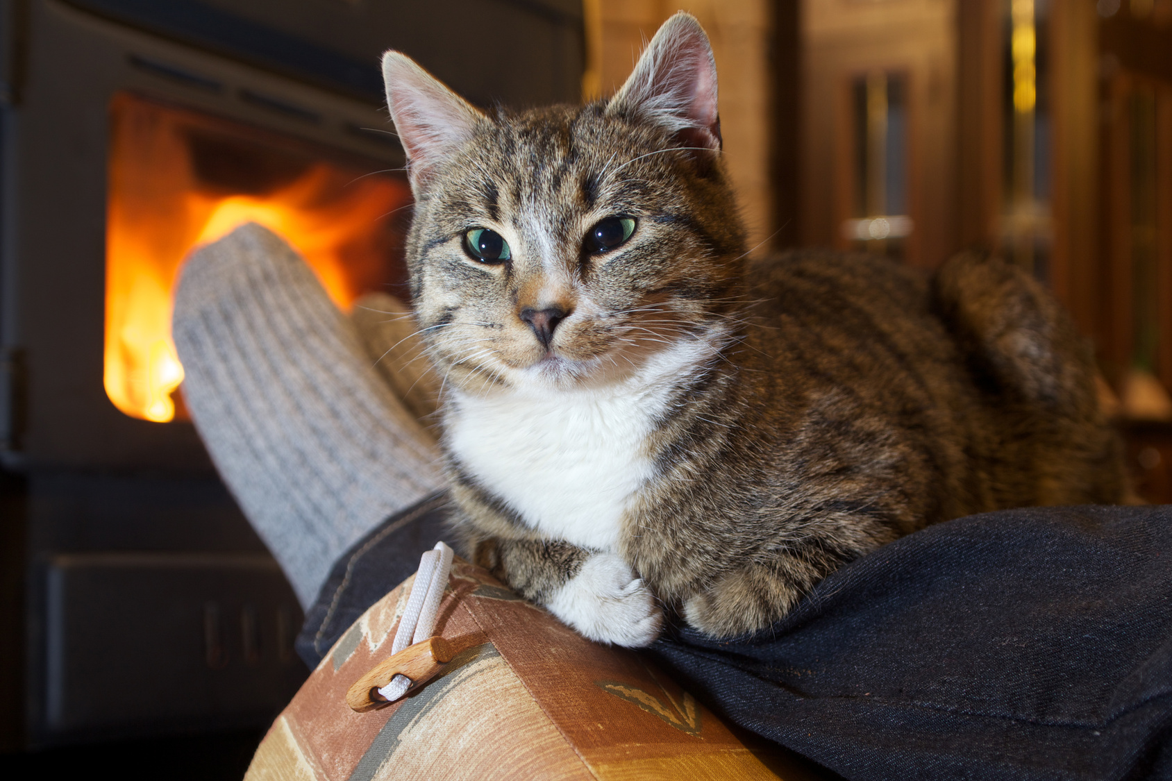 Getigerte Katze ruht auf dem Schoß eines Menschen vor einem Kamin